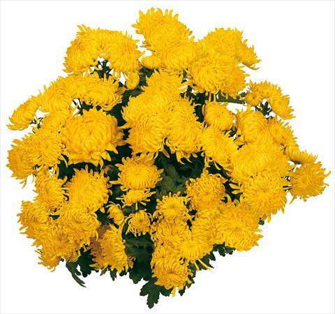 Photos von Blumenvarianten benutzt als: Topf und Beet Chrysanthemum Soleil Voile