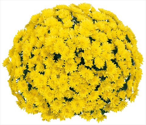 Photos von Blumenvarianten benutzt als: Topf und Beet Chrysanthemum Souridor