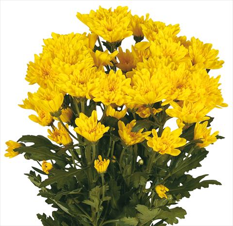 Photos von Blumenvarianten benutzt als: Schnittblume Chrysanthemum Amadores