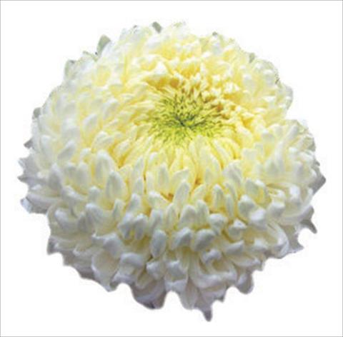 Photos von Blumenvarianten benutzt als: Schnittblume Chrysanthemum Apollo