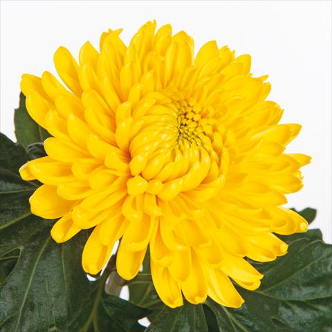 Photos von Blumenvarianten benutzt als: Schnittblume Chrysanthemum Fuego Yellow