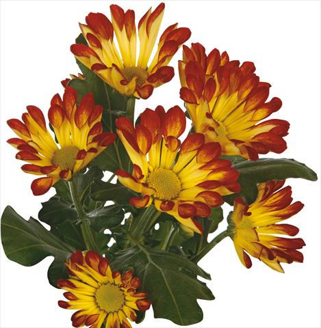 Photos von Blumenvarianten benutzt als: Schnittblume Chrysanthemum Roma Dark