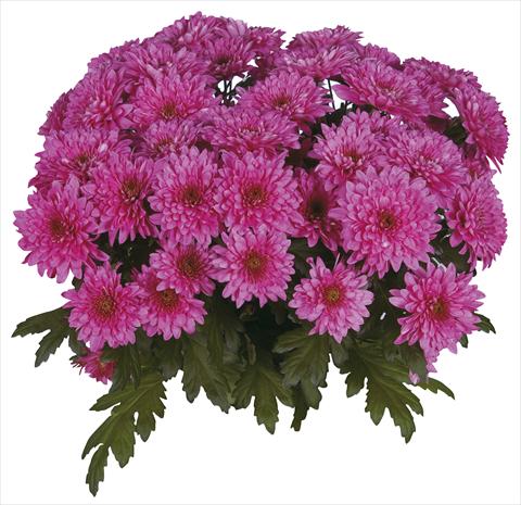Photos von Blumenvarianten benutzt als: Schnittblume Chrysanthemum Safin Purple