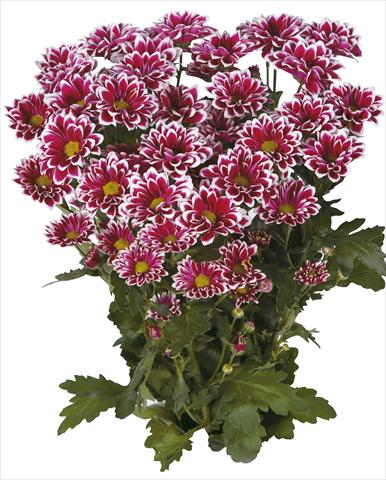 Photos von Blumenvarianten benutzt als: Schnittblume Chrysanthemum Tequila