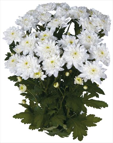 Photos von Blumenvarianten benutzt als: Schnittblume Chrysanthemum Topaz