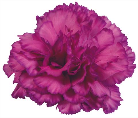 Photos von Blumenvarianten benutzt als: Schnittblume Dianthus caryophyllus Bernini Fantasi Viola