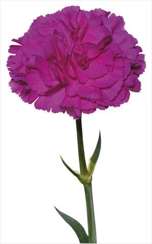 Photos von Blumenvarianten benutzt als: Schnittblume Dianthus caryophyllus Lorrain