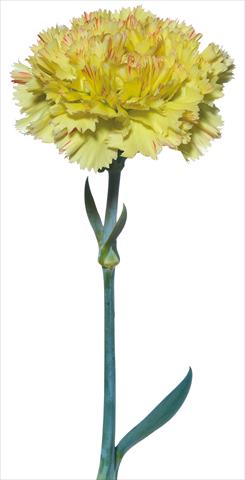 Photos von Blumenvarianten benutzt als: Schnittblume Dianthus caryophyllus Pollaiolo