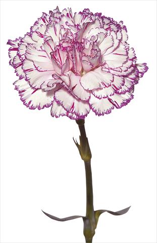 Photos von Blumenvarianten benutzt als: Schnittblume Dianthus caryophyllus Tico Tico Fantasi Nuova