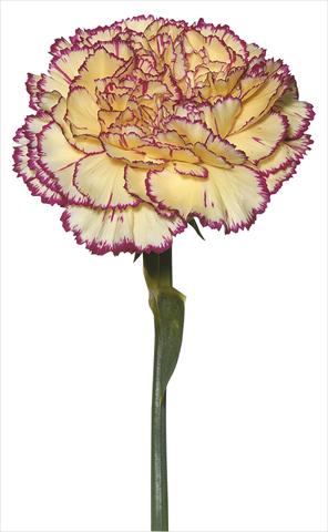 Photos von Blumenvarianten benutzt als: Schnittblume Dianthus caryophyllus Tico Tico Giallo Porpora