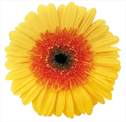 Photos von Blumenvarianten benutzt als: Schnittblume Gerbera jamesonii Brandy