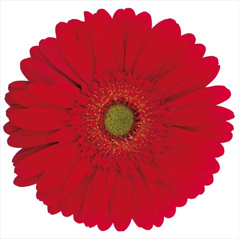Photos von Blumenvarianten benutzt als: Schnittblume Gerbera jamesonii Caleb