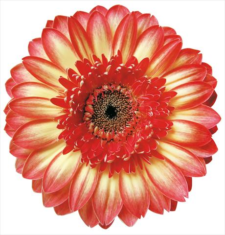 Photos von Blumenvarianten benutzt als: Schnittblume Gerbera jamesonii Marisol