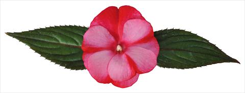 Photos von Blumenvarianten benutzt als: Topf und Beet Impatiens N. Guinea Paradise® Amuna