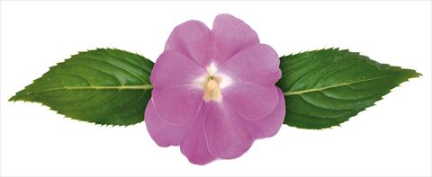 Photos von Blumenvarianten benutzt als: Topf und Beet Impatiens N. Guinea Paradise® Moyo