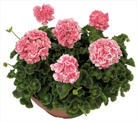 Photos von Blumenvarianten benutzt als: Terrasse, Topf Pelargonium zonale Solar Light Briseide®