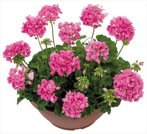 Photos von Blumenvarianten benutzt als: Terrasse, Topf Pelargonium zonale Solar Light Euphoria®