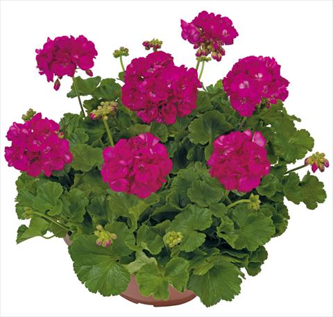 Photos von Blumenvarianten benutzt als: Terrasse, Topf Pelargonium zonale Solar Light Menelao®