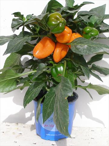 Photos von Blumenvarianten benutzt als: Topf und Beet Capsicum annuum Hobby Tiny Bells Orange