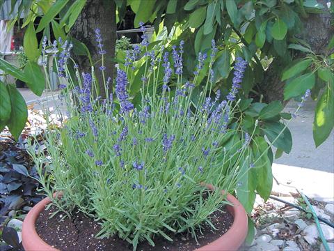 Photos von Blumenvarianten benutzt als: Topf und Beet Lavandula angustifolia Hidcote Blue