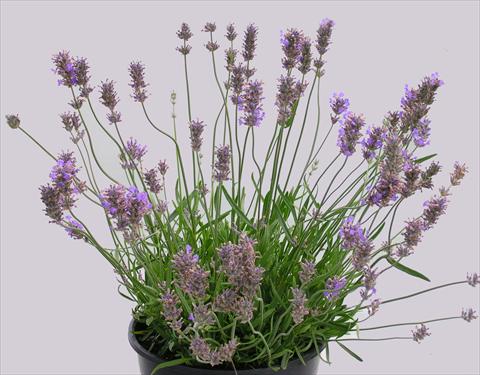 Photos von Blumenvarianten benutzt als: Topf und Beet Lavandula intermedia Grosso