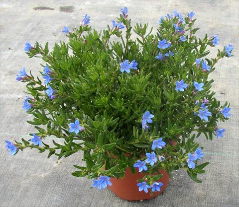 Photos von Blumenvarianten benutzt als: Topf und Beet Lithodora diffusa Heavenly Blue