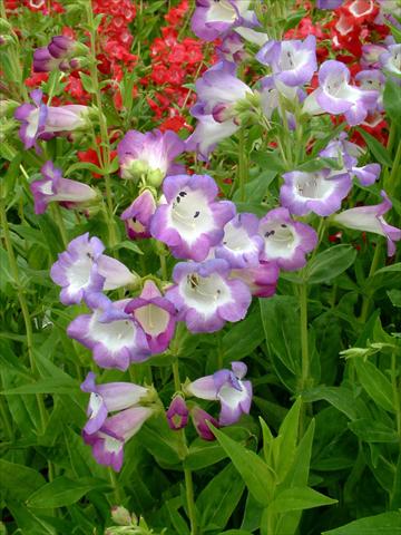 Photos von Blumenvarianten benutzt als: Topf und Beet Penstemon Ice Cream™ Blueberry Fudge