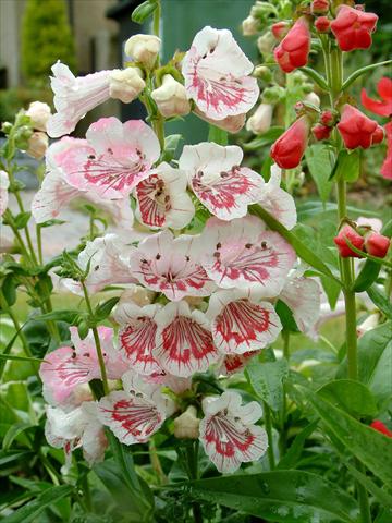 Photos von Blumenvarianten benutzt als: Topf und Beet Penstemon Ice Cream™ Strawberry & Cream