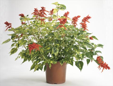 Photos von Blumenvarianten benutzt als: Topf und Beet Salvia splendens Dancing Flame