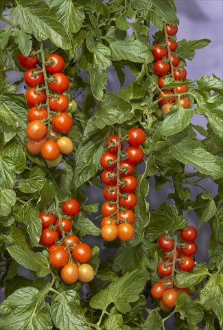Photos von Blumenvarianten benutzt als: Topf und Beet Solanum lycopersicum (pomodoro) Tomaccio™