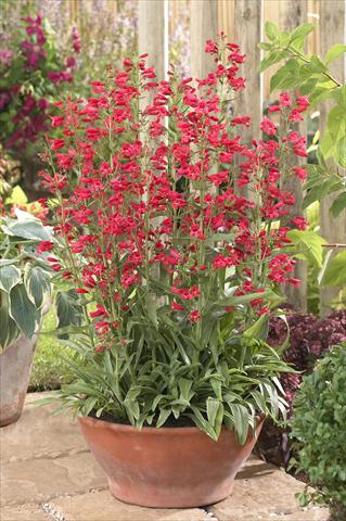 Photos von Blumenvarianten benutzt als: Topf und Beet Penstemon Red Riding Hood