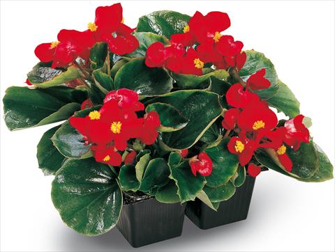 Photos von Blumenvarianten benutzt als: Topf und Beet Begonia semperflorens Ambassador Scarlet