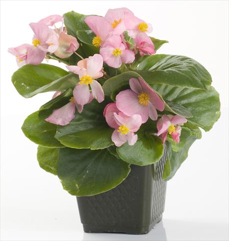 Photos von Blumenvarianten benutzt als: Topf und Beet Begonia semperflorens Emperor Pink