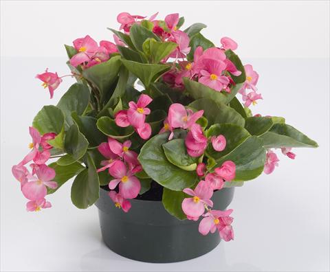 Photos von Blumenvarianten benutzt als: Topf und Beet Begonia semperflorens Emperor Rose
