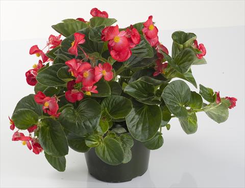 Photos von Blumenvarianten benutzt als: Topf und Beet Begonia semperflorens Inferno Red