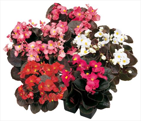 Photos von Blumenvarianten benutzt als: Topf und Beet Begonia semperflorens Senator Mix