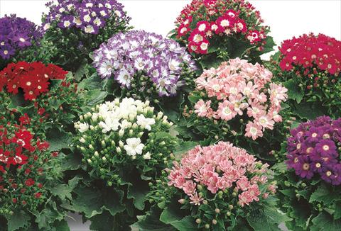 Photos von Blumenvarianten benutzt als: Topf und Beet Senecium cineraria Star Wars Mix
