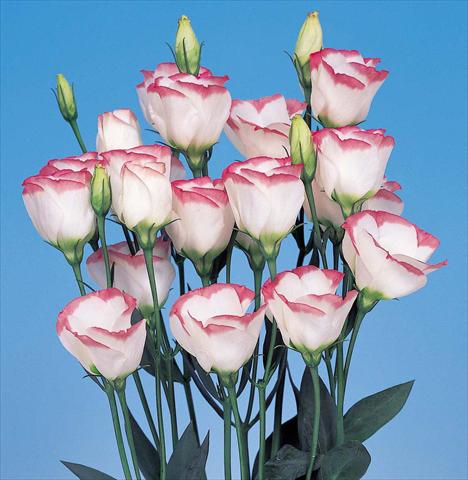 Photos von Blumenvarianten benutzt als: Schnittblume Lisianthus F.1 Piccolo 1 Pink Rim