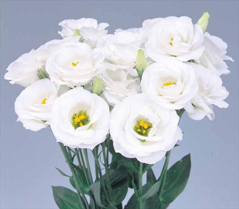 Photos von Blumenvarianten benutzt als: Schnittblume Lisianthus F.1 Lisianthus Rosita 2 White