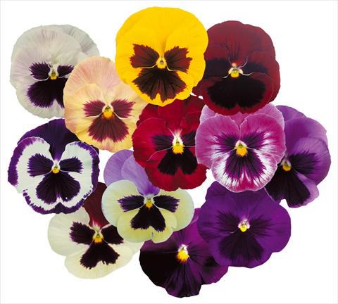 Photos von Blumenvarianten benutzt als: Topf und Beet Viola wittrockiana Power Mix