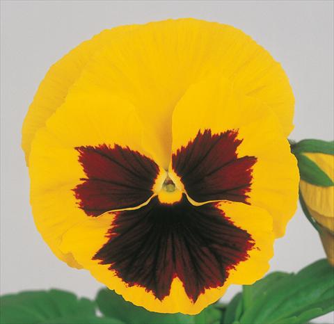 Photos von Blumenvarianten benutzt als: Topf und Beet Viola wittrockiana Power Yellow Blotch Imp