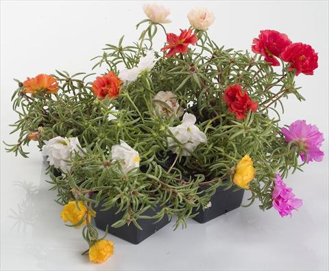 Photos von Blumenvarianten benutzt als: Topf und Beet Portulaca Sunseeker Mix