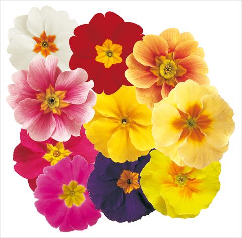 Photos von Blumenvarianten benutzt als: Topf und Beet Primula acaulis Daniella Mix