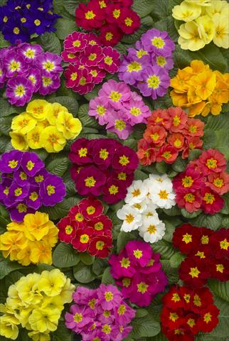 Photos von Blumenvarianten benutzt als: Topf und Beet Primula acaulis Danova Mix