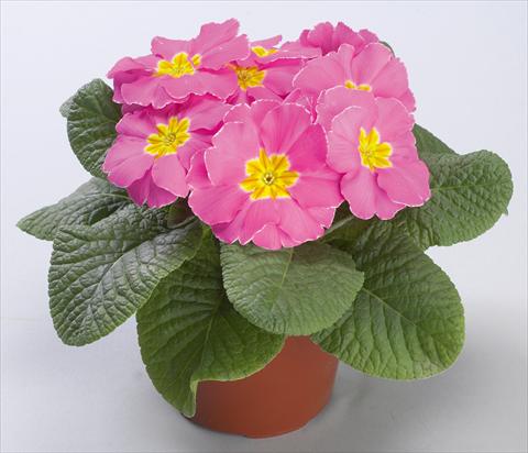 Photos von Blumenvarianten benutzt als: Topf und Beet Primula acaulis Danova Pink Improved