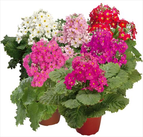 Photos von Blumenvarianten benutzt als: Topf und Beet Primula malacoides Prima Mix
