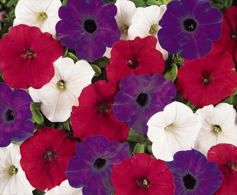 Photos von Blumenvarianten benutzt als: Topf, Terrasse, Ampel. Petunia x hybrida Easy Wave Flag Mix Improved