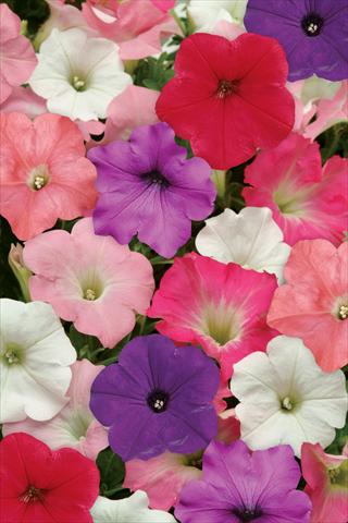 Photos von Blumenvarianten benutzt als: Beet, Topf oder Ampel Petunia x hybrida Easy Wave Formula Mix Improved