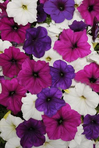 Photos von Blumenvarianten benutzt als: Beet, Topf oder Ampel Petunia x hybrida Easy Wave Great Lake Mix