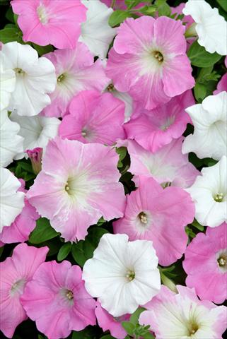 Photos von Blumenvarianten benutzt als: Beet, Topf oder Ampel Petunia x hybrida Easy Wave Pink Marble Mix